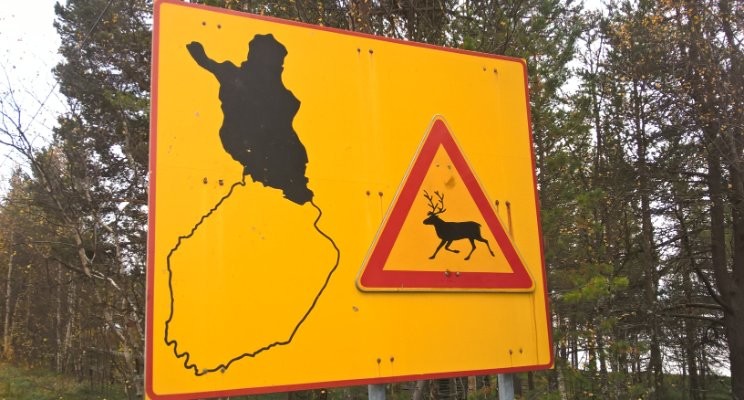 Reindeers crossing