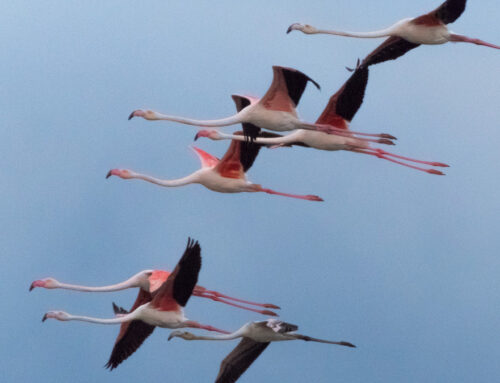 Nature Park Ulcinj Salina: Community- and Nature-Based Tourism Development